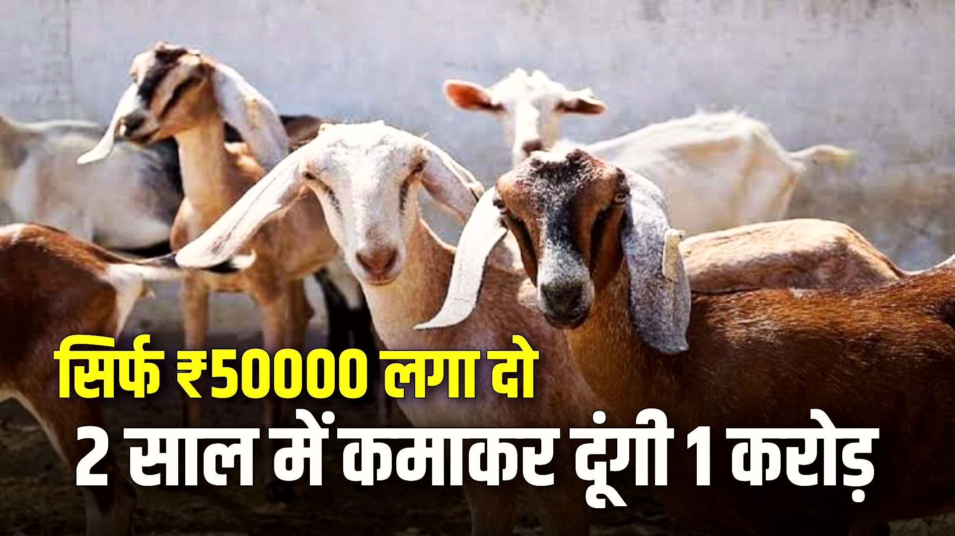 Goat Farming
